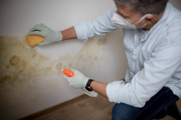 Trusted Red Springs, NC Mold Remediation Experts