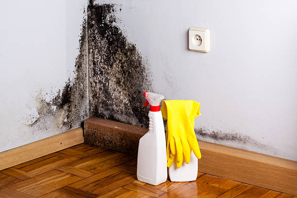 Best DIY Mold Remediation Support Services in Red Springs, NC